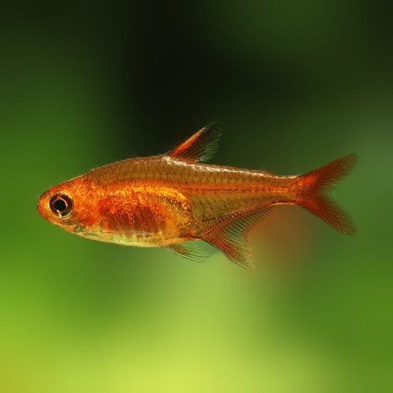 Ember Tetra